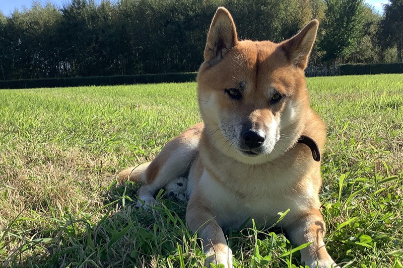 hond yuuma B&B beApart ieper hygiëne